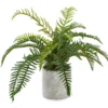 Fern In Round Cement Pot