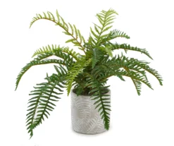 Fern In Round Cement Pot