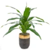 Houseplant In Rounded Pot -Chic Furniture Store 810457920