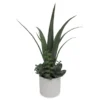 Agave Succulents In White Ceramic Pot 2 Agave Succulents In White Ceramic Pot -Chic Furniture Store 810503206