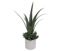 Agave Succulents In White Ceramic Pot