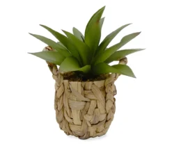 Succulent In Woven Basket Pot