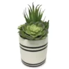 Mixed Succulents In Black & White Ceramic Pot 1 Mixed Succulents In Black & White Ceramic Pot -Chic Furniture Store 810503257