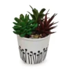 Succulent Arrangement in White & Black Ceramic Pot 2 Succulent Arrangement in White & Black Ceramic Pot -Chic Furniture Store 810534578 1