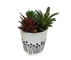 Succulent Arrangement in White & Black Ceramic Pot -Chic Furniture Store 810534578 2