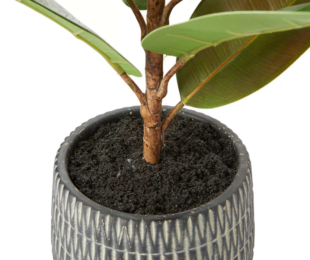 Rubber Plant In Carved Cement Pot 4 Rubber Plant In Carved Cement Pot - Image 2
