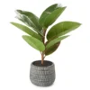 Rubber Plant In Carved Cement Pot 1 Rubber Plant In Carved Cement Pot -Chic Furniture Store 810538792