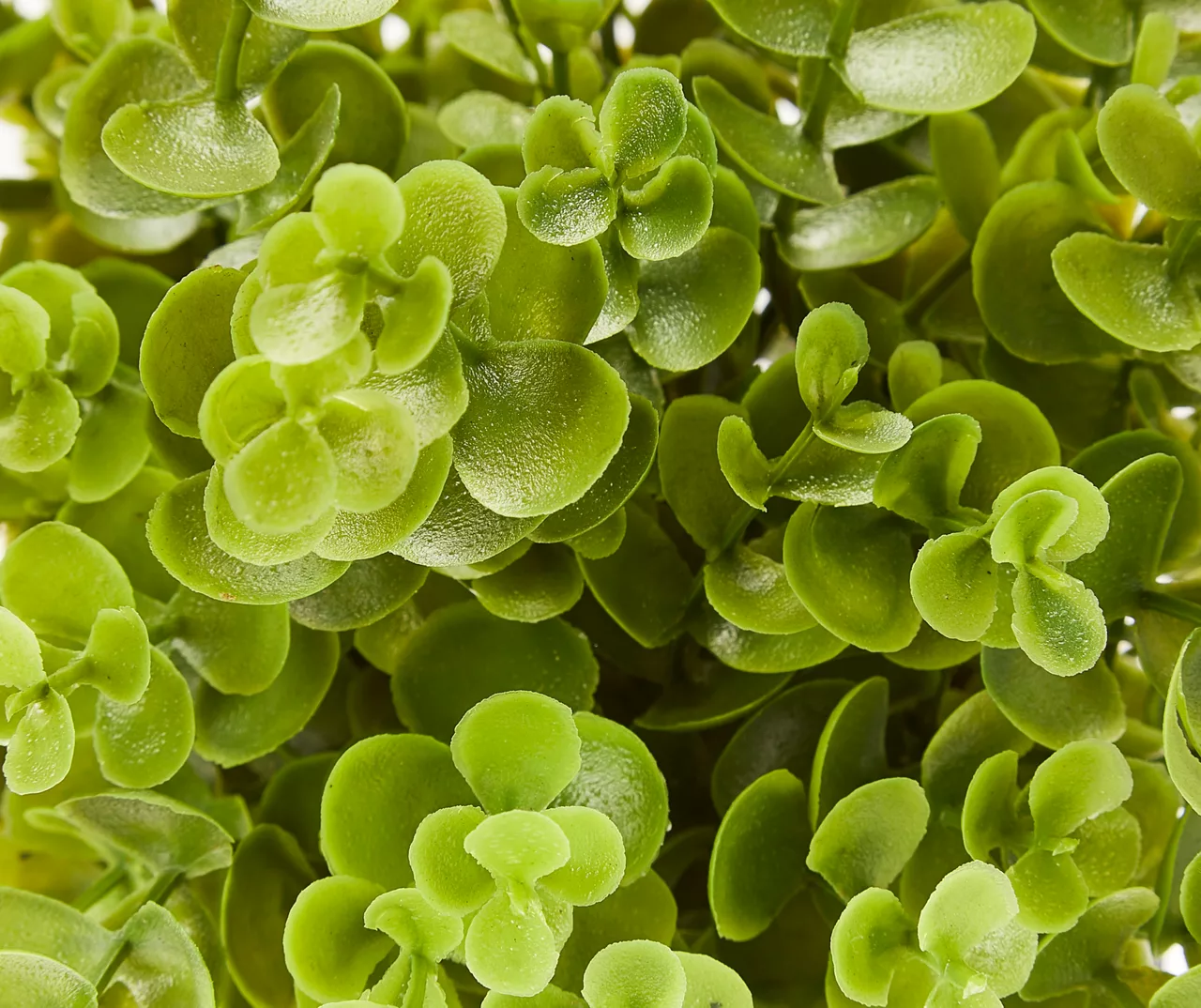 Greenery In Black & White Round Cement Pot 4 Greenery In Black & White Round Cement Pot - Image 2
