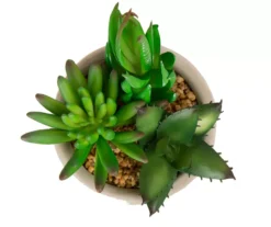 Succulent Plants 3-Piece Decor Set -Chic Furniture Store 810566389 4