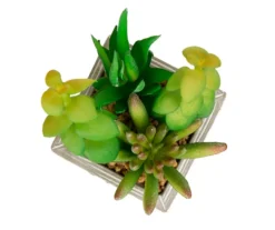 Succulent Plants 3-Piece Decor Set -Chic Furniture Store 810566389 5